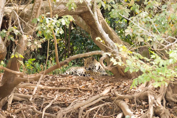 Jaguar Sulla Riva Del Fiume Pantanal Brasile Selvaggio Felino Brasiliano — Foto Stock