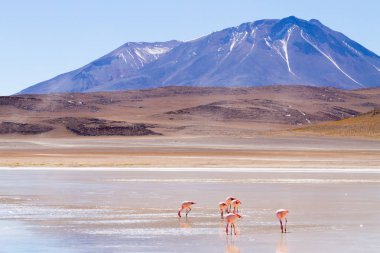 Laguna Honda manzarası, Bolivya. Güzel bir Bolivya panoraması. Mavi su gölü