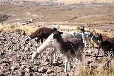 Bolivya Lama 'sı Andean Platosu, Bolivya' da çoğalıyor