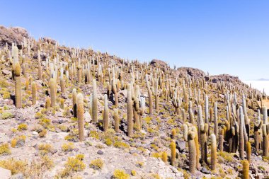 Bolivya 'nın İncahuasi adasından Salar de Uyuni manzarası. Dünyadaki en büyük tuz düzlüğü. Bolivya manzarası