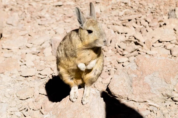 Bolivya Dan Güney Viscacha Bolivya Yaban Hayatı — Stok fotoğraf