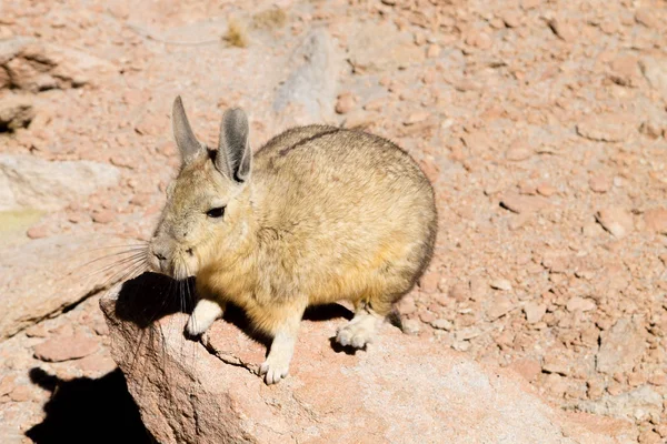 Viscacha Sul Bolívia Vida Selvagem Boliviana — Fotografia de Stock