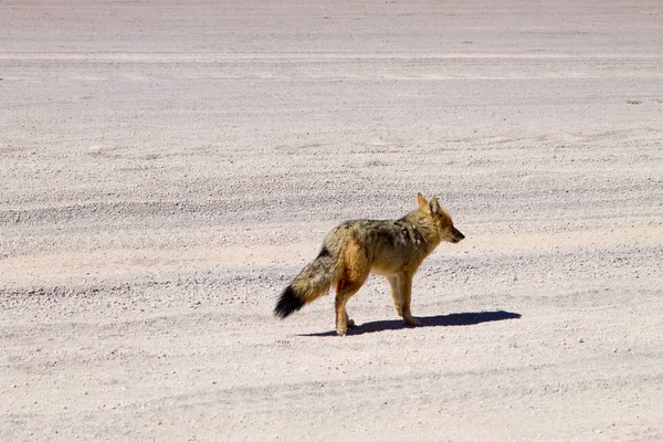 Andesvos Uit Bolivia Boliviaanse Wilde Dieren — Stockfoto