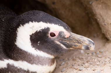 Caleta Valdes penguen kolonisinden Macellan pengueni, Patagonya, Arjantin. Arjantin yaban hayatı