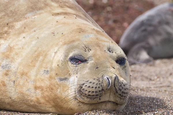 Selo Elefante Praia Perto Patagônia Argentina Praia Isla Escondida Vida — Fotografia de Stock