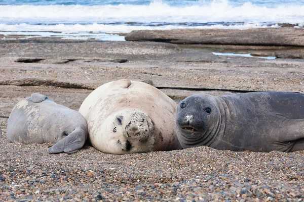 Elephant Seals Pláži Blízko Nahoru Patagonie Argentina Isla Escondida Beach — Stock fotografie