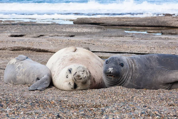 Deniz Aslanlarının Beach Yakın Kadar Patagonia Arjantin Isla Escondida Plaj — Stok fotoğraf