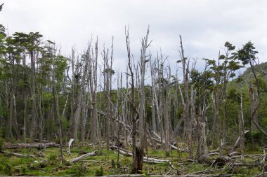 Woodland kunduzlar tarafından yok edildi, Tierra del Fuego Ulusal Parkı, Arjantin. Ateş Alanı