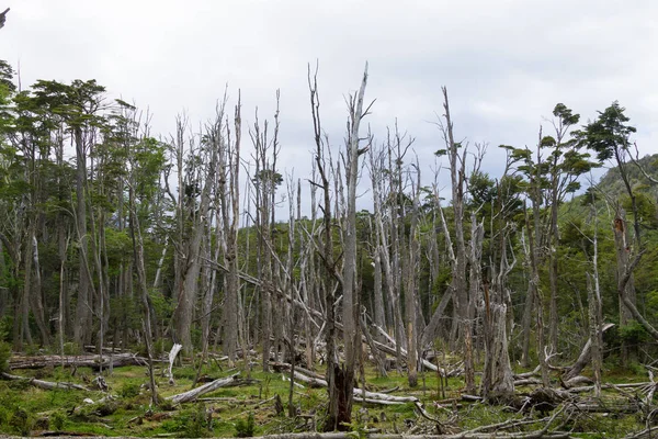 Woodland Dihancurkan Oleh Berang Berang Taman Nasional Tierra Del Fuego — Stok Foto