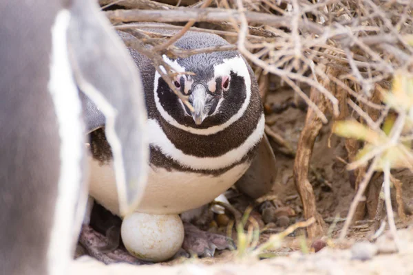 Pinguim Magalhães Incubarem Ovos Punta Tombo Pinguim Colônia Patagônia Argentina — Fotografia de Stock