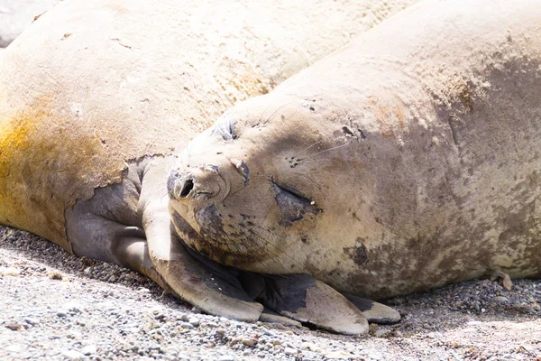 Selo Elefante Praia Perto Patagônia Argentina Praia Isla Escondida Vida — Fotografia de Stock