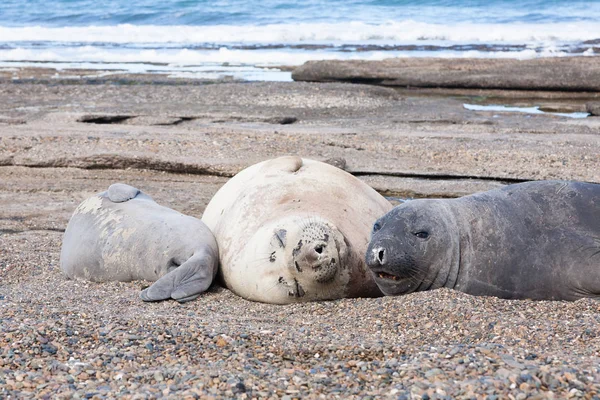 Selos Elefante Praia Perto Patagônia Argentina Praia Isla Escondida Vida — Fotografia de Stock