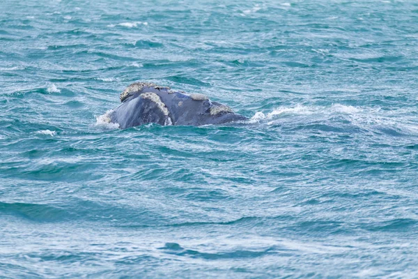 Walvissen Kijken Vanaf Het Schiereiland Valdes Argentinië Walvis Het Water — Stockfoto