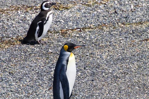 Koning Pinguïn Martillo Eiland Strand Ushuaia Nationaal Park Tierra Del — Stockfoto