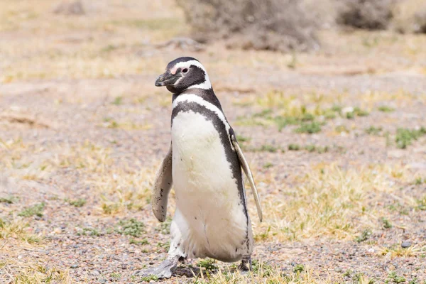 Магелланов Пингвин Крупным Планом Penta Tombo Penguin Colony Patagonia Argentina — стоковое фото