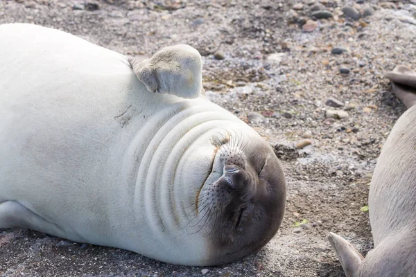 Elefántfóka Parton Közelről Patagónia Argentína Isla Escondida Strand Argentin Vadvilág — Stock Fotó