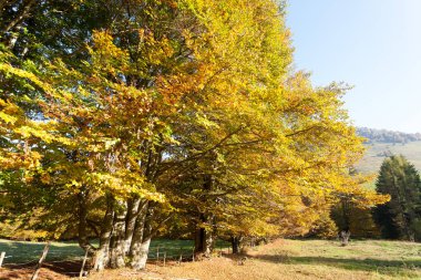 Ağaçlar Sonbahar sezonu arka planda. Doğada güzellik. Sonbahar lansdscape