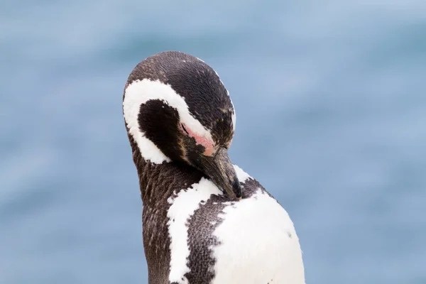 Magellanska pingvin. Caleta Valdes pingvinkoloni, Patagonia, Arg — Stockfoto