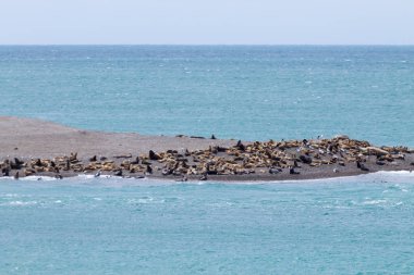 Deniz aslanlarının Caleta Valdes plajda, Patagonia, Arjantin