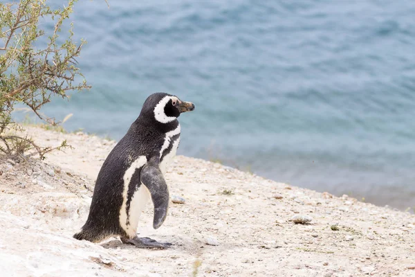 Pinguim-de-magalhães. Colônia de pinguins Caleta Valdes, Patagônia, Arg — Fotografia de Stock