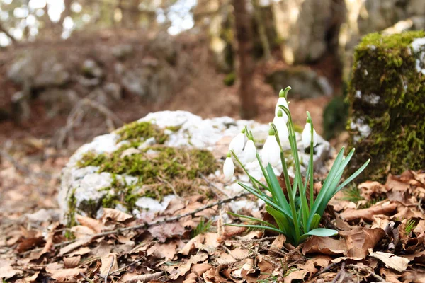 Woodland yakın kadar doğa arka plan kardelen çiçek — Stok fotoğraf