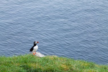 Borgarfjordur fiyort, Doğu İzlanda üzerinden Atlantik martı
