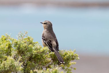 Patagonya mockingbird Caleta Valdes, Patagonia, Arjantin üzerinden