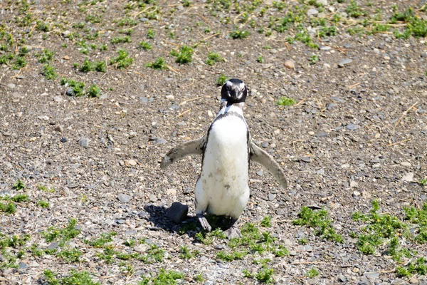Tučňák magellanský na ostrově pláži Martillo Ushuaia — Stock fotografie