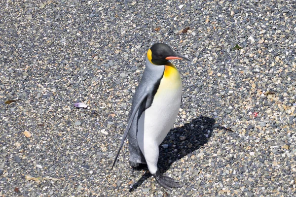 King penguin on Martillo island beach, Ushuaia — Stock Photo, Image