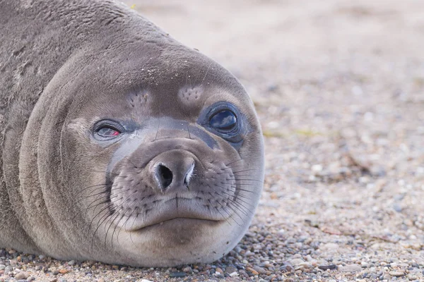 Elephant seal on beach close up, Patagonia, Argentina — Stock Photo, Image