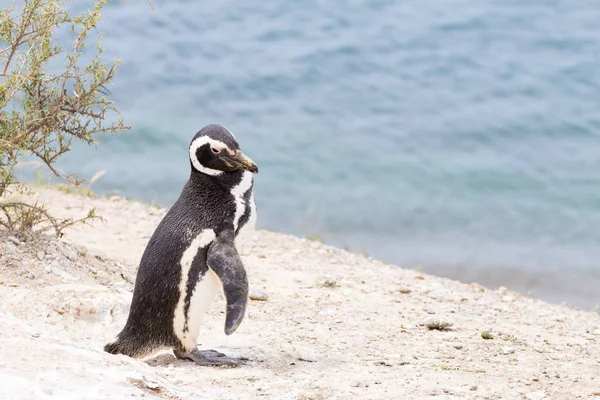 Pinguim-de-magalhães. Colônia de pinguins Caleta Valdes, Patagônia, Arg — Fotografia de Stock