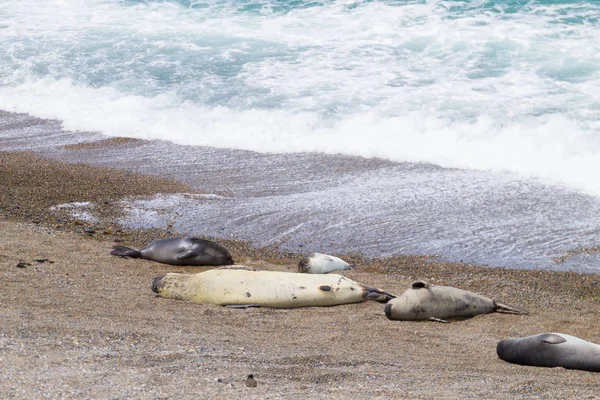 Elephant seals na pláži Caleta Valdes, Patagonie, Argentina — Stock fotografie