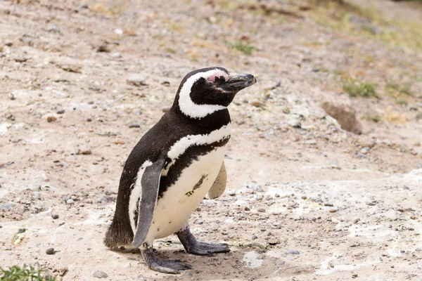 Pinguim-de-magalhães. Colônia de pinguins Caleta Valdes, Patagônia, Arg — Fotografia de Stock