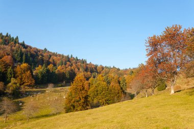 Ağaçlar Sonbahar sezonu arka planda. Sonbahar lansdscape