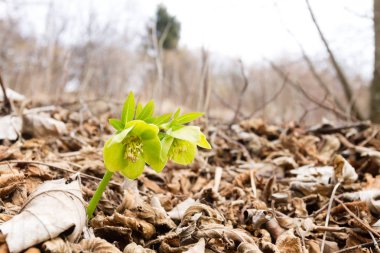 Woodland yakın kadar doğa arka plan Karaca ot çiçek