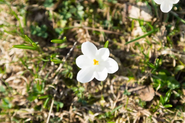 Lente pasqueflower close-up. Bovenaanzicht van de bloem — Stockfoto