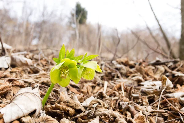 Hellebore flower in woodland close up, nature background