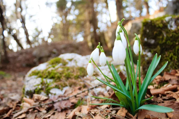 自然背景をすぐウッドランドでスノー ドロップの花 — ストック写真
