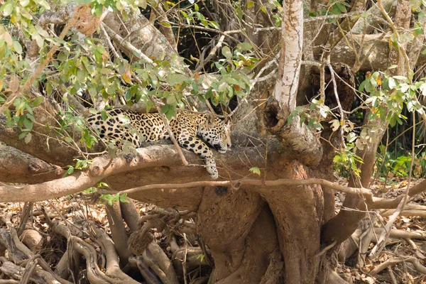 Jaguar de Pantanal, Brazil —  Fotos de Stock