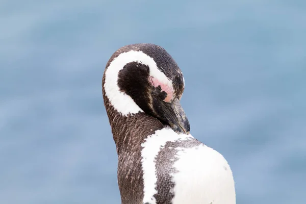 Tučňák magellanský. Caleta Valdes kolonie tučňáků, Patagonie, Arg — Stock fotografie