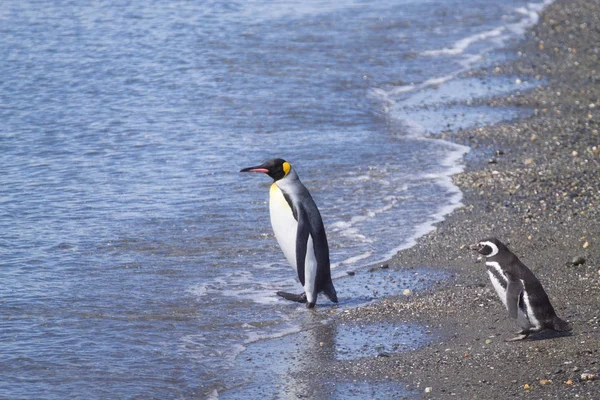 Martillo 島ビーチ、ウシュアイアのキング ペンギン — ストック写真