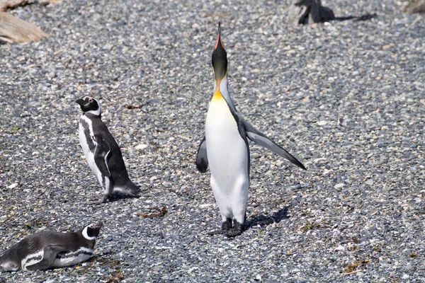 Pinguim-rei na praia da ilha de Martillo, Ushuaia — Fotografia de Stock