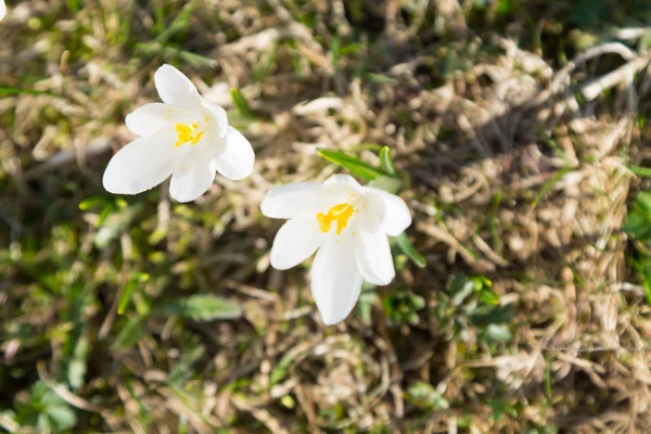 春「おきなぐさ」をクローズ アップ。花トップ ビュー — ストック写真