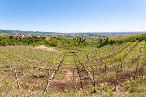 발폴리첼라 언덕 풍경, 이탈리아 포도 재배 지역, 이탈리아 — 스톡 사진