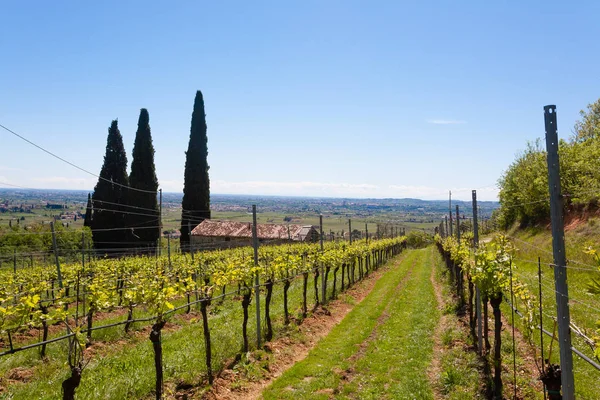 Valpolicella Hills krajobraz, włoski obszar uprawy winorośli, Włochy — Zdjęcie stockowe
