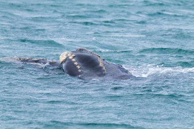 Valdes Yarımadası 'ndan balina gözlem, Arjantin. Yaban hayatı