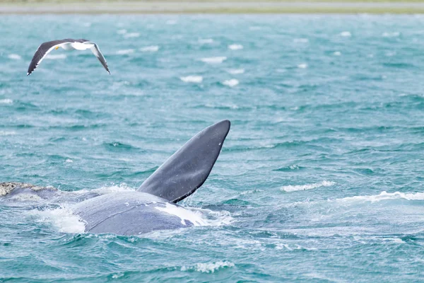 Whale watching from Valdes Peninsula,Argentina. Wildlife — Stock Photo, Image