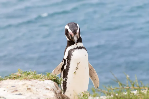 Magellanska pingvin. Caleta Valdes pingvinkoloni, Patagonia, Arg — Stockfoto