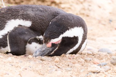 Macellan pengueni yakın çekim. Punta Tombo penguen kolonisi, Patagon