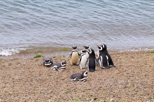 Pinguim-de-magalhães. Colônia de pinguins Caleta Valdes, Patagônia, Arg — Fotografia de Stock